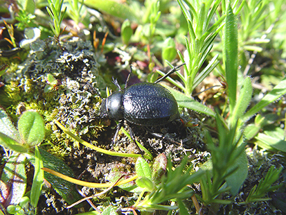 Coleotteri in Sardegna